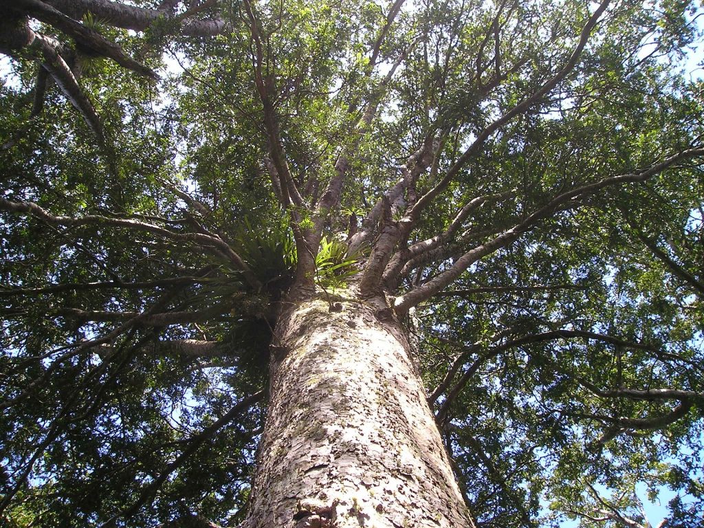 Unhealthy Tree Unhealthy Tree